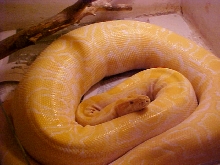 Burm Feeding 5