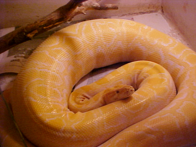 Burm Feeding 5