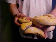 Retic 2