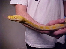 Retic 1
