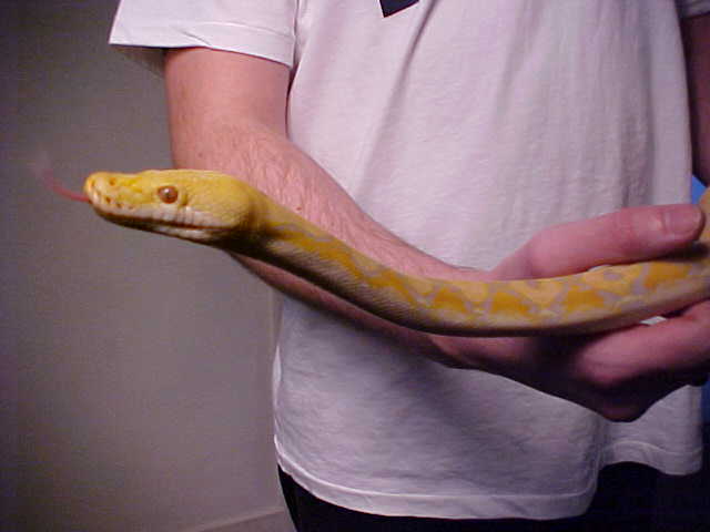 Retic 1