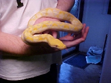 Retic 3