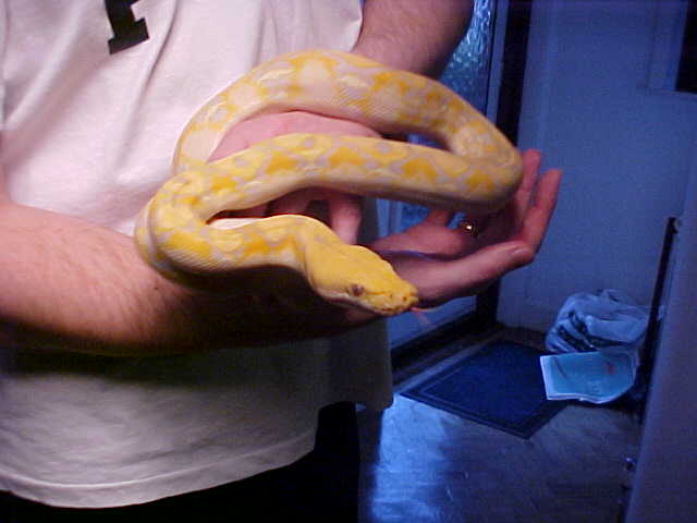 Retic 3