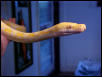 Retic 4
