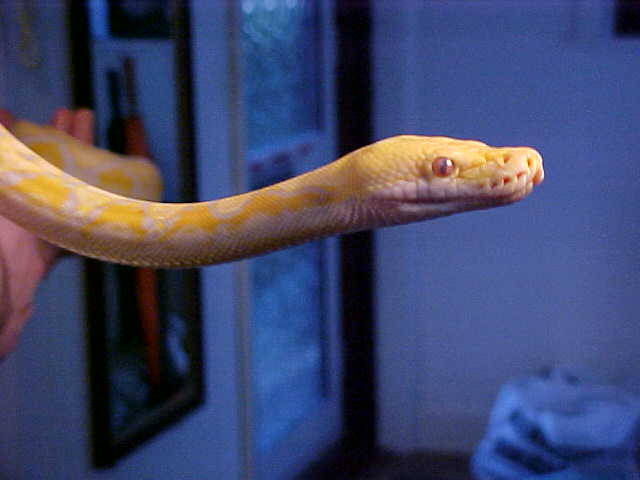Retic 4