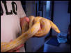 Retic 5