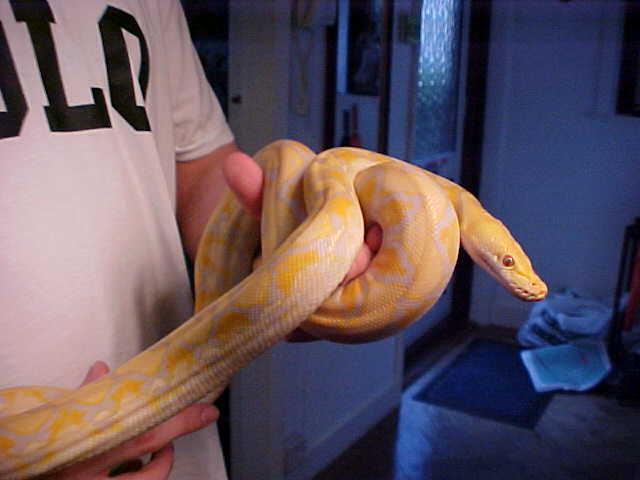 Retic 5