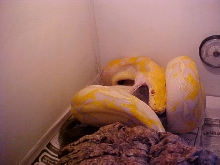 Retic Feeding 1