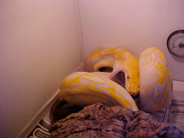 Retic Feeding 1