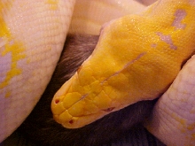 Retic Feeding 2