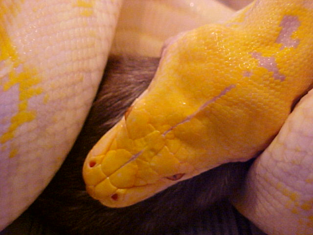 Retic Feeding 2
