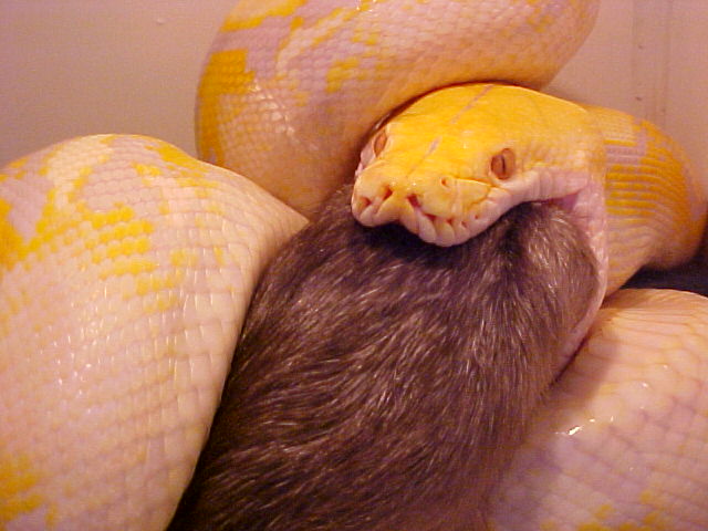 Retic Feeding 3