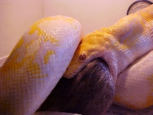 Retic Feeding 5