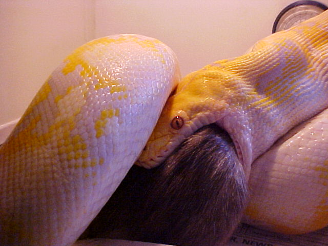 Retic Feeding 5