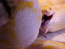 Retic Feeding 6