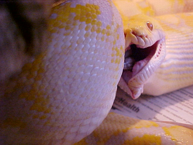 Retic Feeding 6