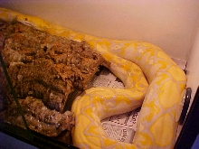 Retic Feeding 7