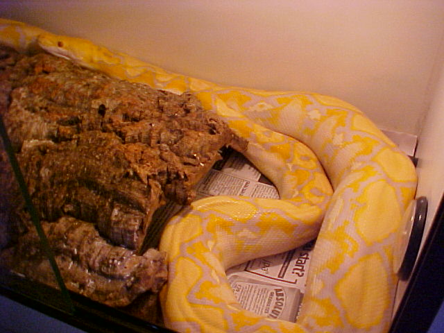 Retic Feeding 7