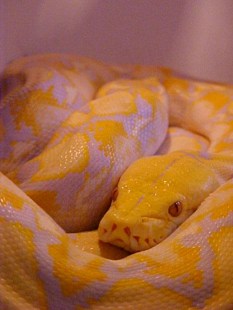 Retic