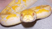Retic 1