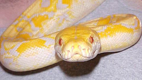 Retic 1
