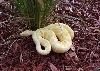 female ball