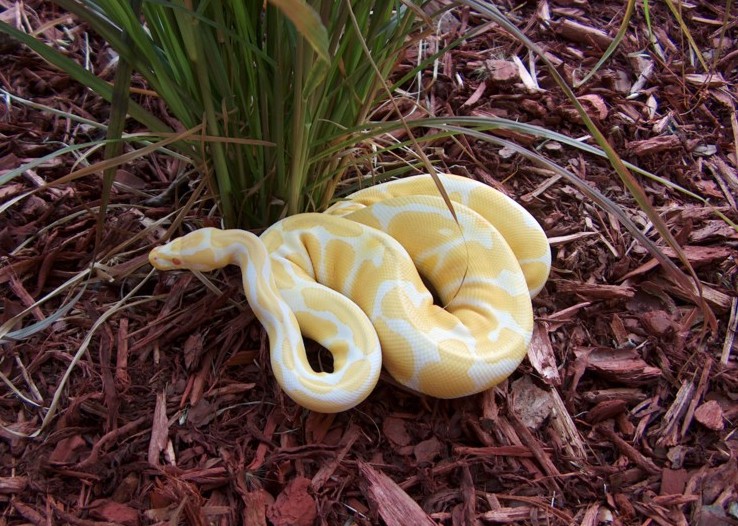 female ball