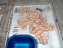 albino het snow