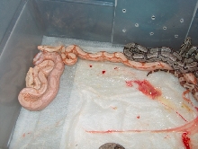 arabesque litter