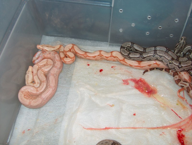 arabesque litter