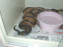 dwarf Colombian breeding