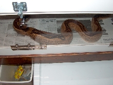 ovulation