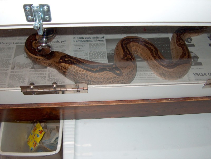 ovulation