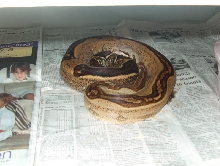 gravid female