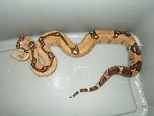 sibling female