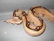sibling female