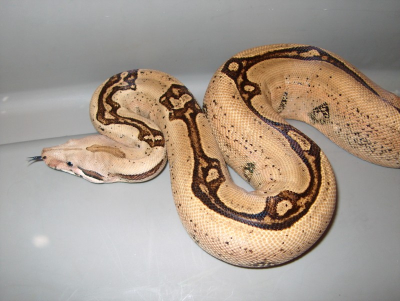 sibling female