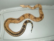 another sibling female