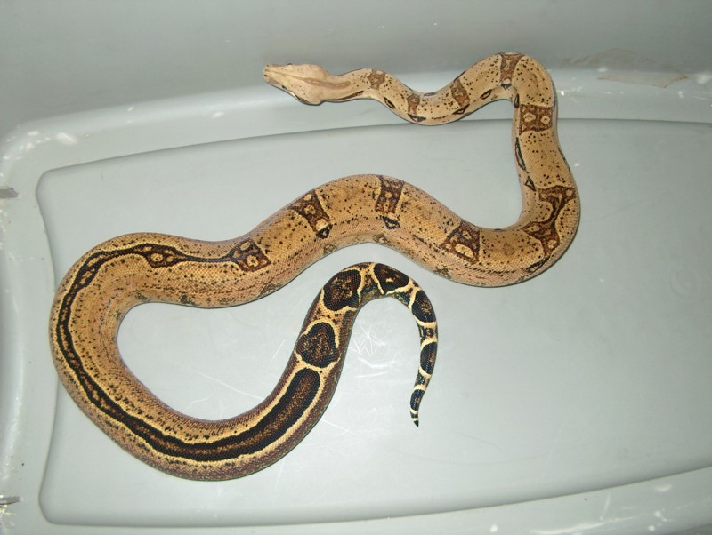 another sibling female