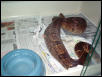 ovulation