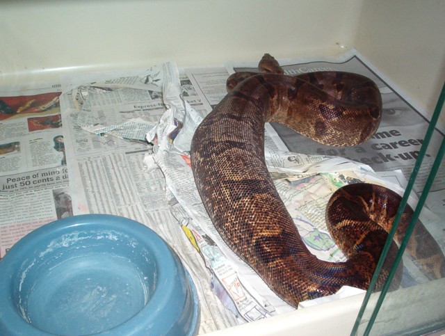 ovulation