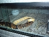 ball breeding
