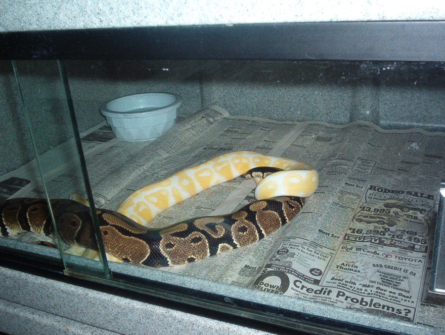 ball breeding