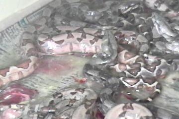 litter of boas