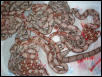 het sunglow litter