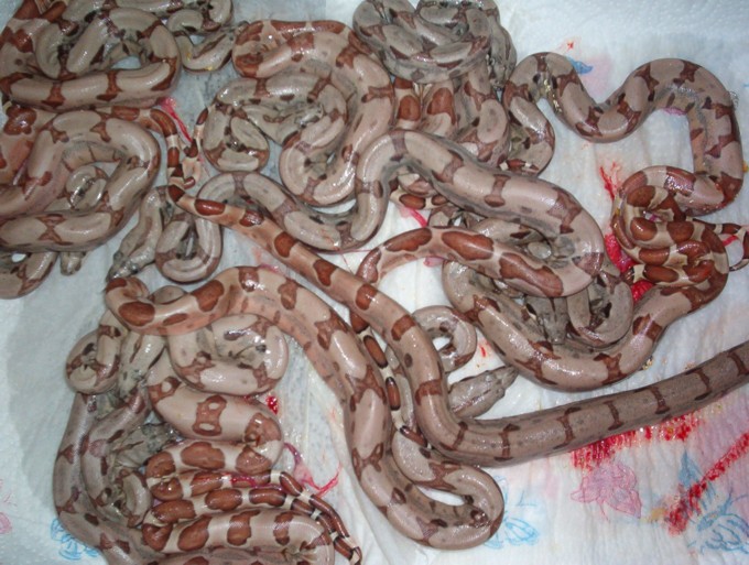het sunglow litter