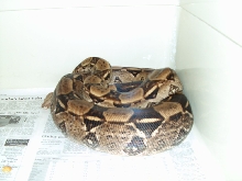 gravid boa