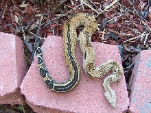 striped female