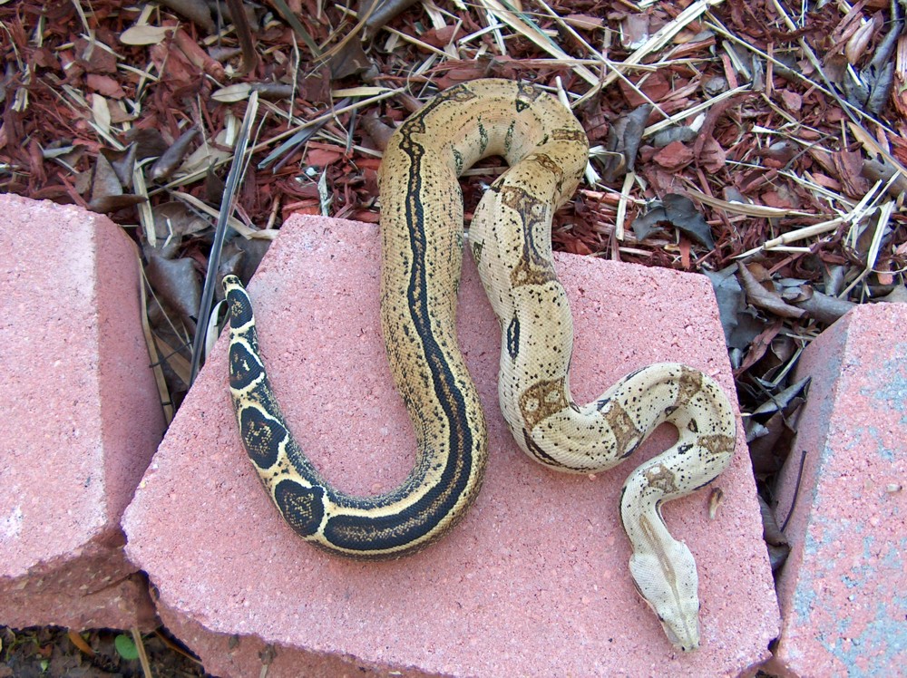 striped female