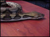 retic